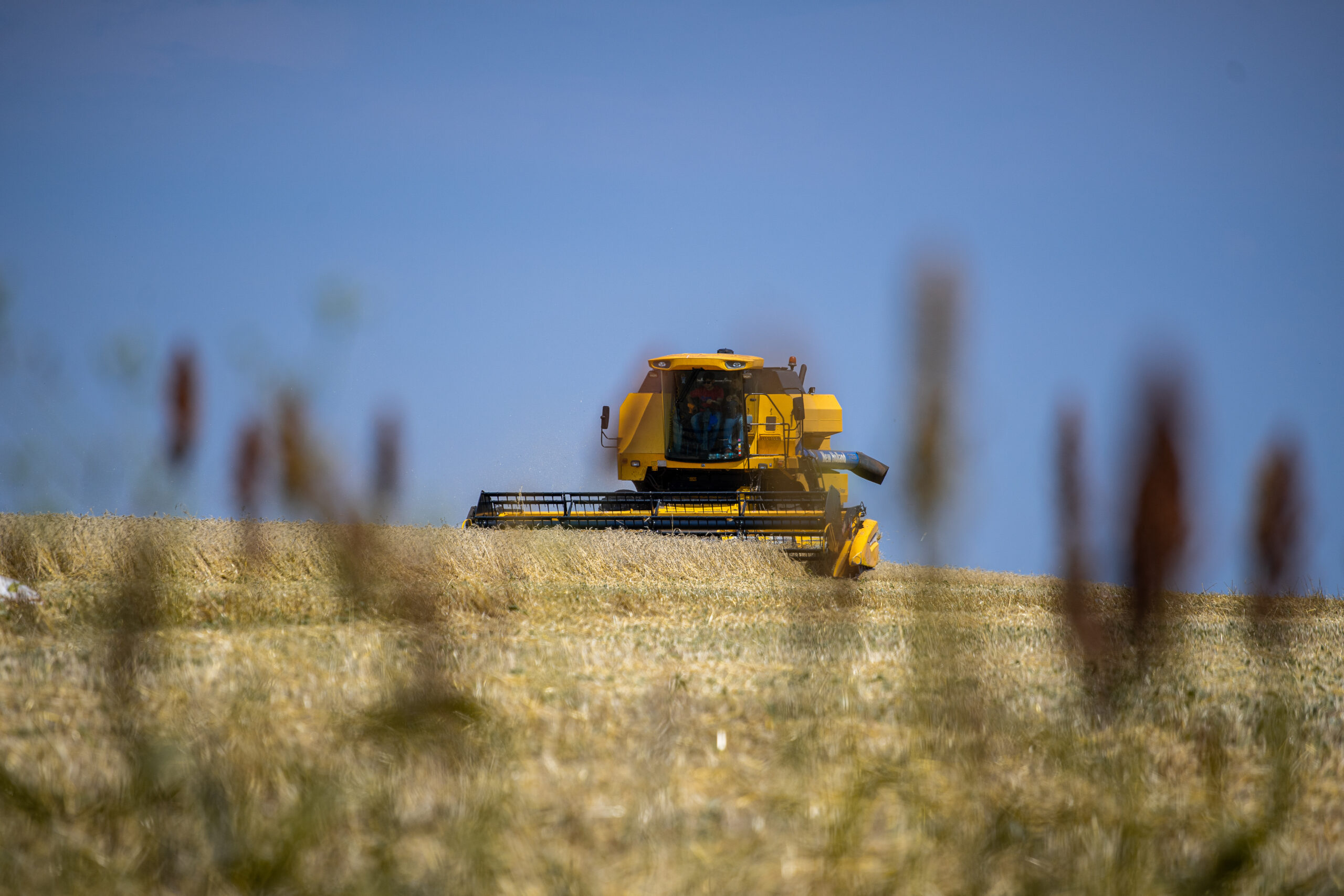 cosechadora-en-campo-de-trigo